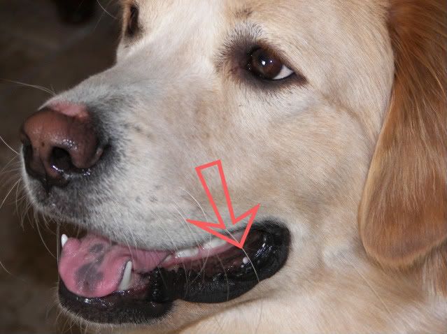 White Bumps On Charlies Lips Pic Included Golden Retrievers